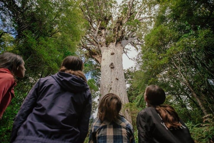 Bay of Islands 2-Day Small Group Tour from Auckland with Cruise