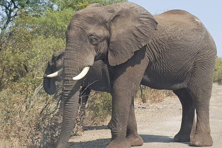 Mosi-oa-Tunya National Park Safari Game Drive y Rhino Walk