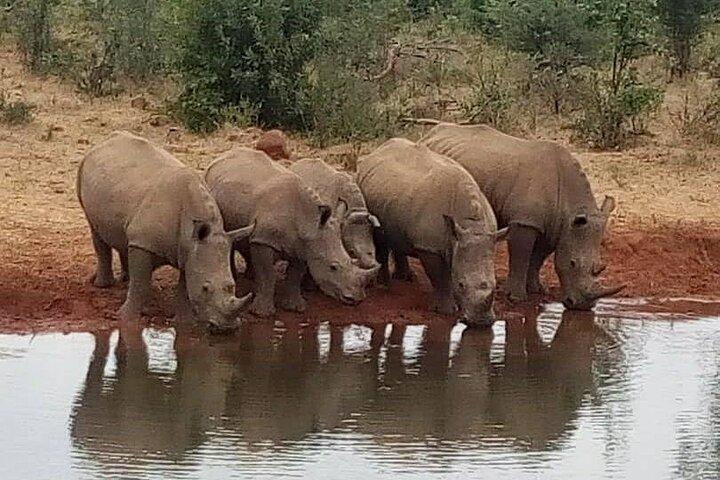 Mosi-oa-Tunya National Park Safari Game Drive y Rhino Walk