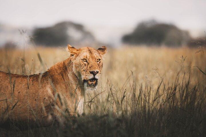 3 - Day Tarangire, Ngorongoro & Manyara Delad Safari