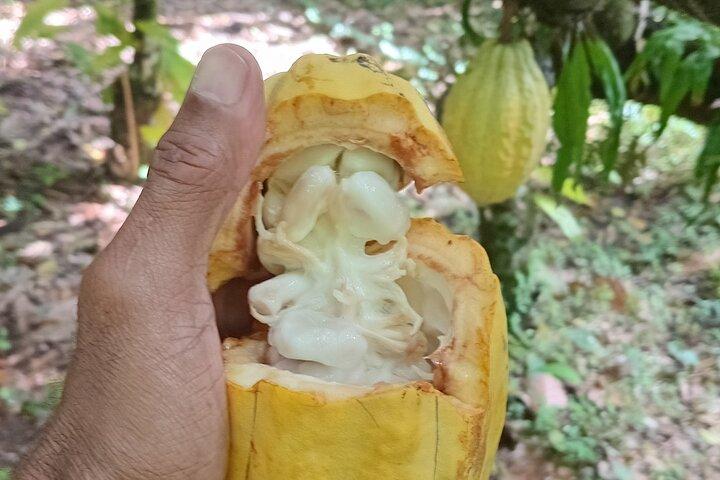 St Lucia Soufriere Private Chocolate Tour