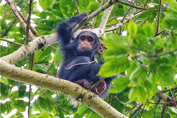 En dags äventyr i Nyungwe Forest, Canopy Walk och Zipline.