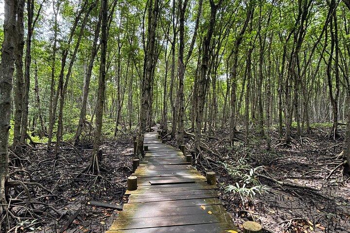 Kan Gio Prachtige natuur Mangrove Forest dagtocht