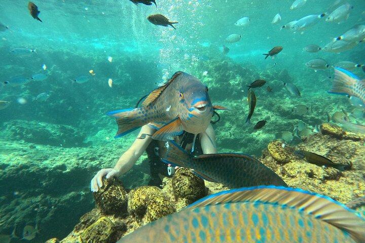 Alanya Scuba Diving per principianti con pranzo e trasferimenti