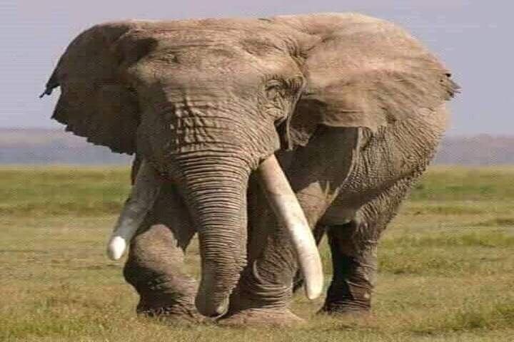 4 Day Tanzania Discovery Safari Tarangire and Serengeti Adventure