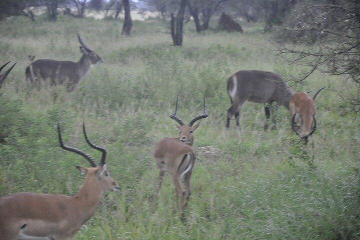 4 Day Tanzania Discovery Safari Tarangire and Serengeti Adventure