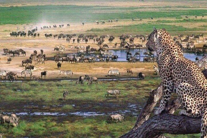 4 Day Tanzania Discovery Safari Tarangire and Serengeti Adventure