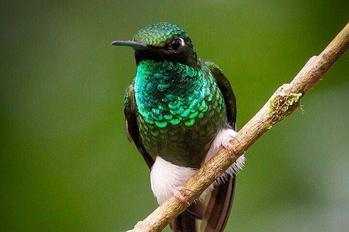 Mindo Cloud Forest Guided Private Tour with Three Fees Included