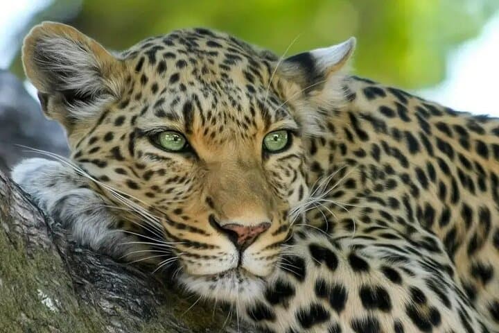 Ultimate Big Five Wildlife Safari & Wine Tasting