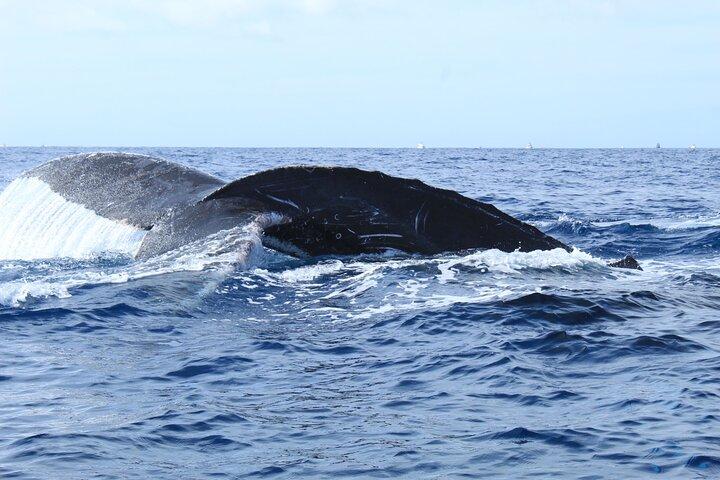 Whale Watching in Cabo San Lucas