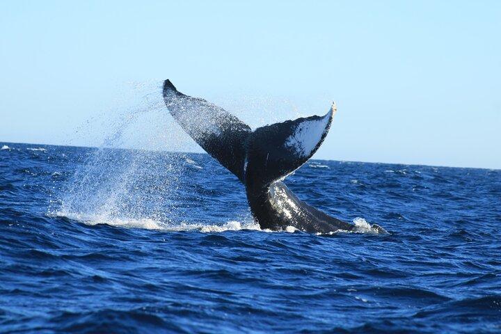 Whale Watching in Cabo San Lucas