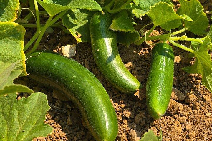 Etrim Village Turkisk matlagning och Farm Experience
