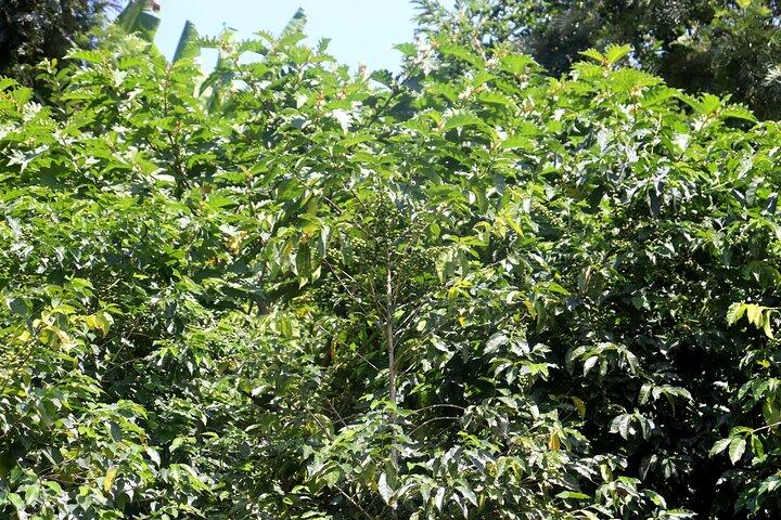 Excursion Café et histoire du royaume au Rwanda