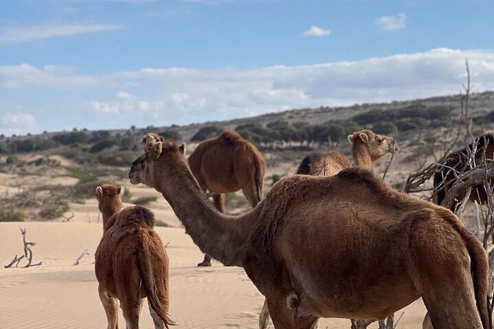 Quad Desert Essaouira med Camel Ride