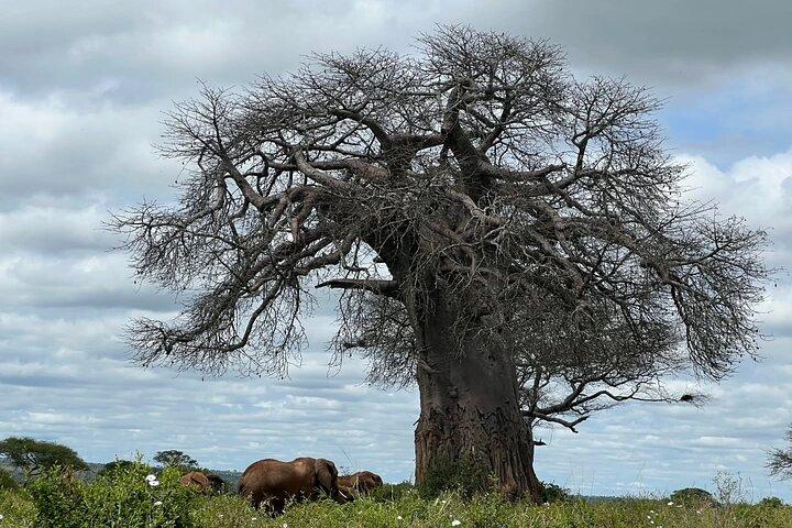 Tour de 5 días por el Serengeti Tarangire y Ngorongoro Safari