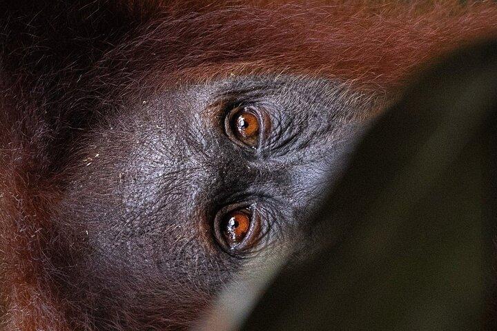 3 jours 2 nuits de randonnée dans la jungle éthique