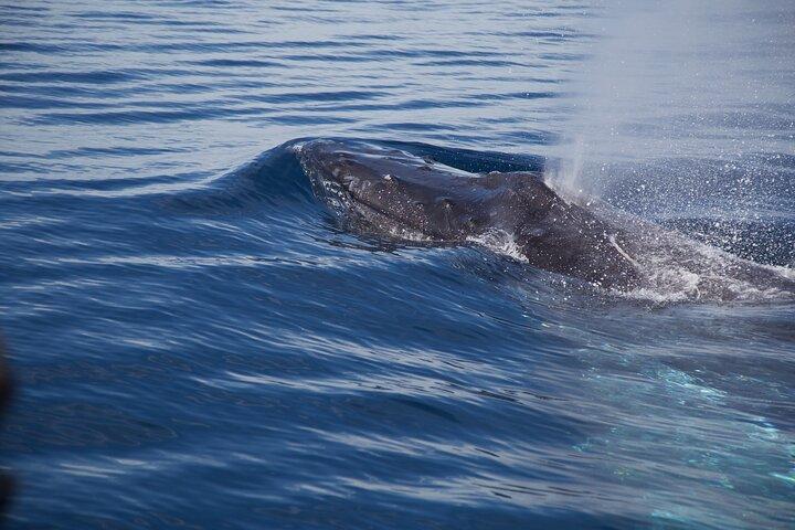 Whale Watching a San Jose del Cabo