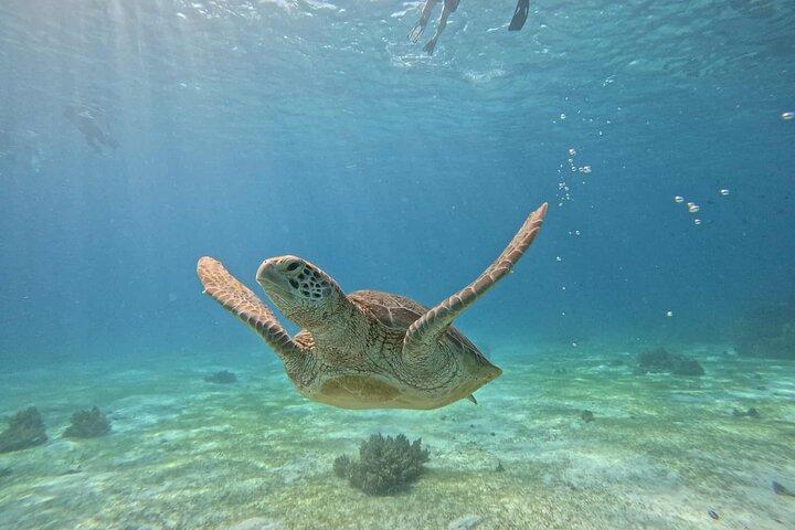 Excursion d'une journée sur l'île de Balicasag