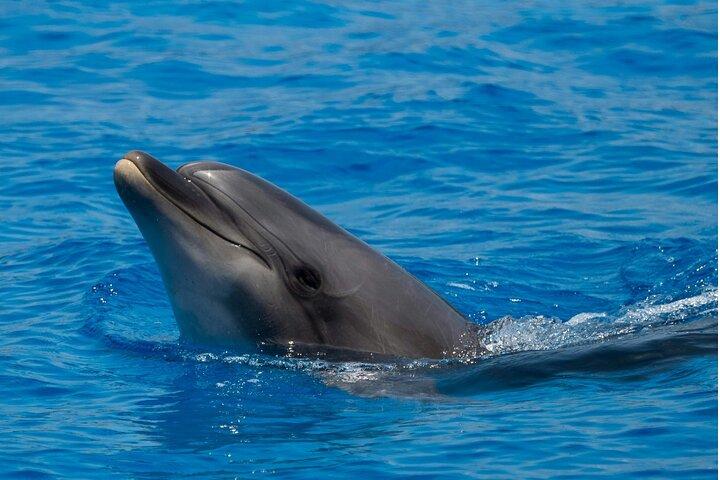 Dolphin House Snorkeling e relaxamento com almoço – Hurghada