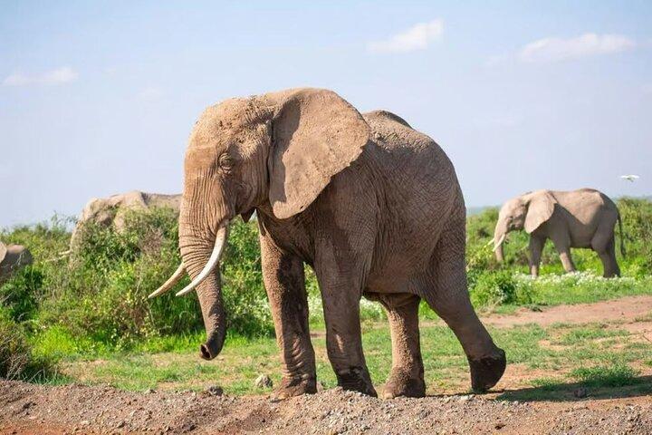 Amboseli National Park : Volledige dagtour vanuit Nairobi