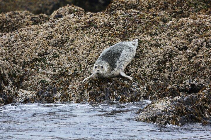 Ketchikan Waterfront & Wildlife Cruise