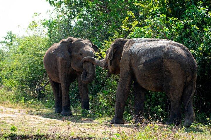 Udawalawe National Park – 4 timer privat jeepsafari (afhentning)