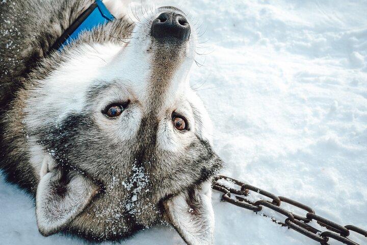 Anmeldelser af Pure Amazing Husky Mushing Experience