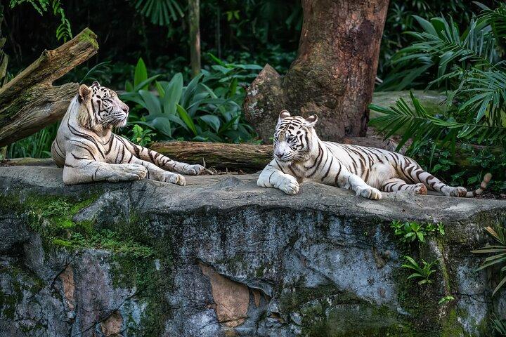 Singapore MegaPass : Top attractions, y compris transports en commun