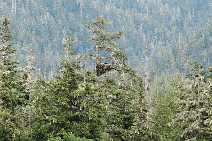 Ketchikan Waterfront & Wildlife Cruise