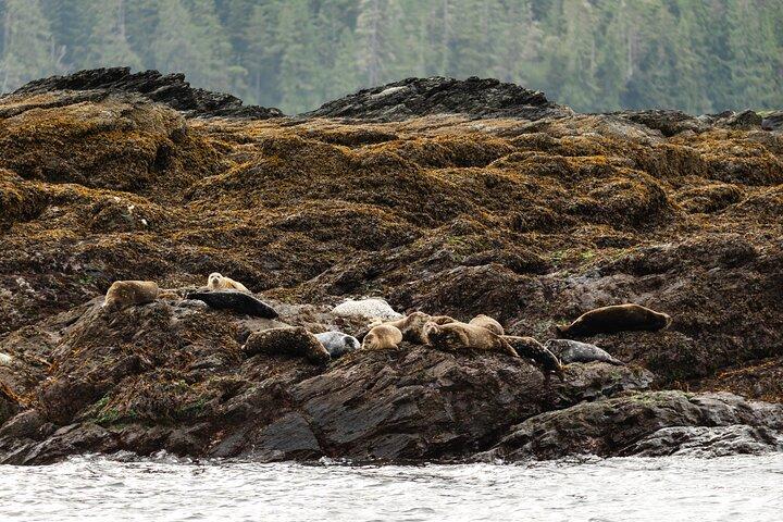 Ketchikan Waterfront & Wildlife Cruise