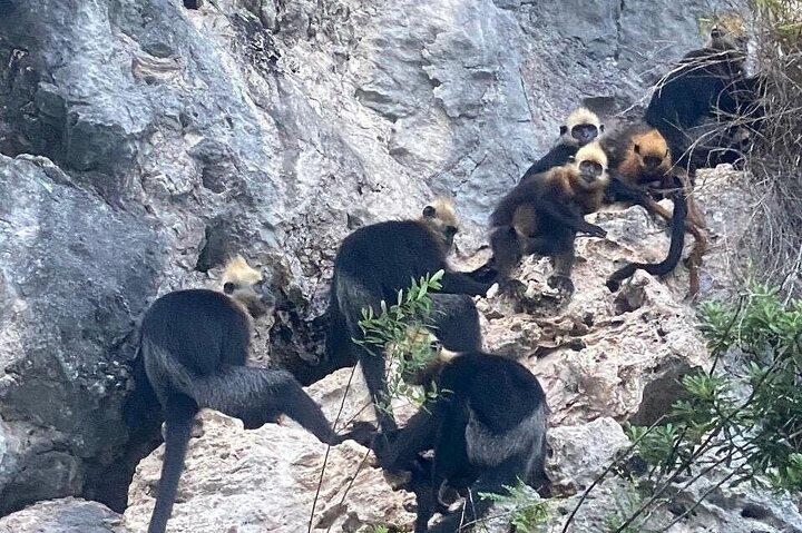Lan Ha og Ha Long Bay fuld-dag Seclusion Cruise fra Cat Ba