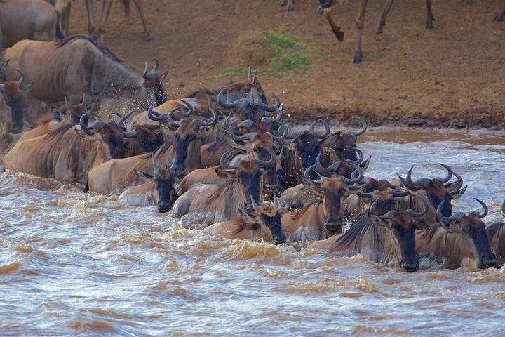 3 Days Maasai Mara Guided Safari from Nairobi