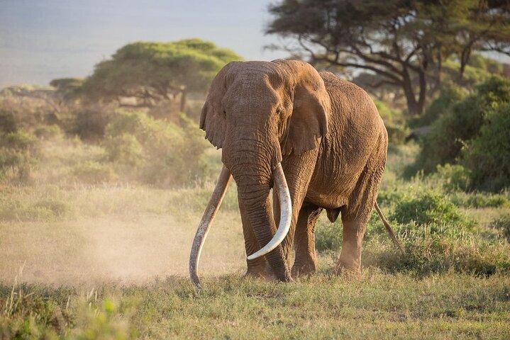 Amboseli Nationalpark 4WD Tour von Nairobi