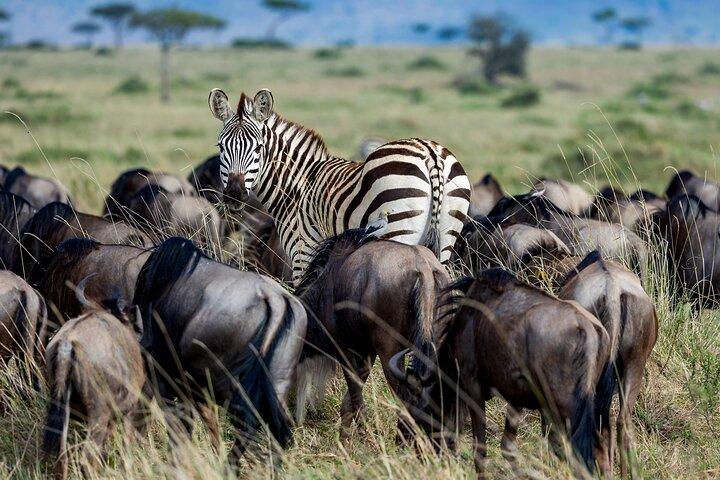 Amboseli Nationalpark 4WD Tour von Nairobi