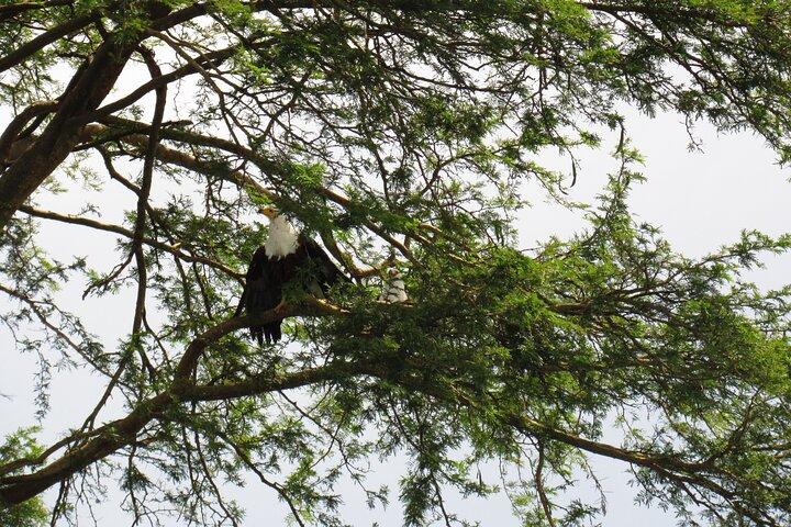 1 - Excursion d'observation des oiseaux d'une journée aux jardins botaniques d'Entebbe