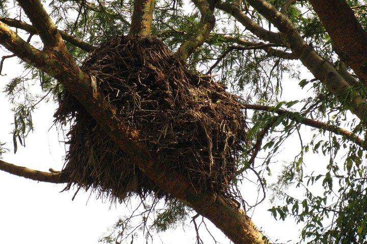 1 - Excursion d'observation des oiseaux d'une journée aux jardins botaniques d'Entebbe