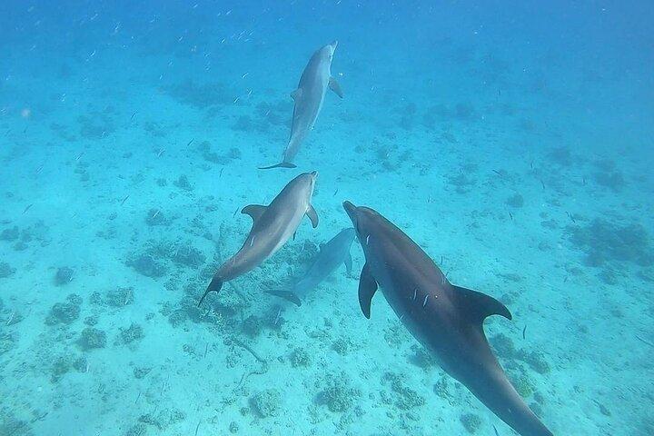 Zwemmen met dolfijnen in Dolphin House met lunch - Hurghada