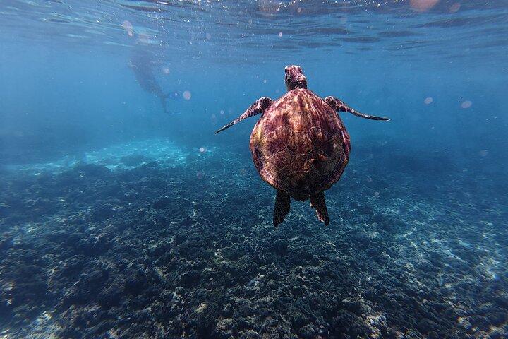 マスカットのディマニヤット島でのパラダイスシュノーケリングへ脱出