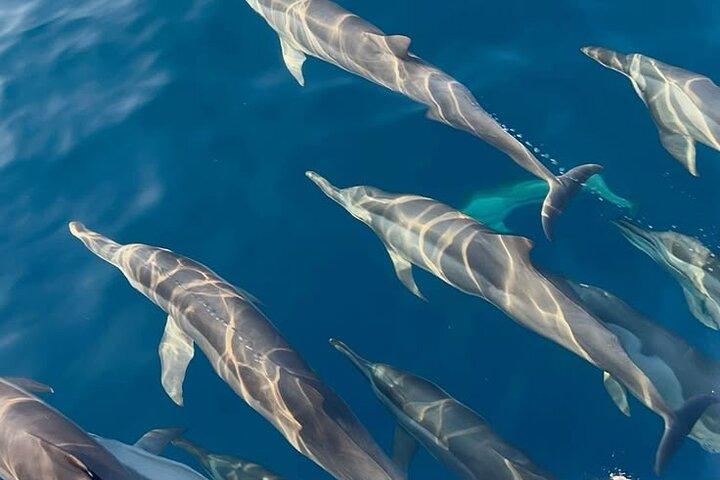 Mauritius Dolphin Swim Turtle Watch und Île aux Benitiers BBQ