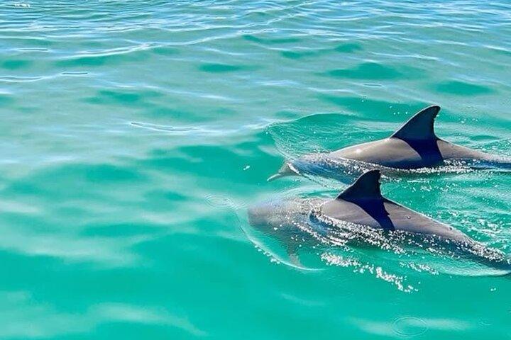 Mauritius Dolphin Swim Turtle Watch und Île aux Benitiers BBQ