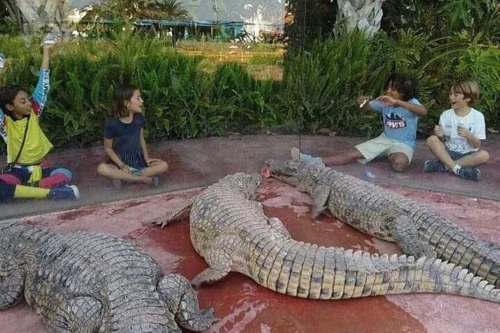 Agadir Wildlife: Crocoparc, Lion Park & Optional Quad Bike Tour