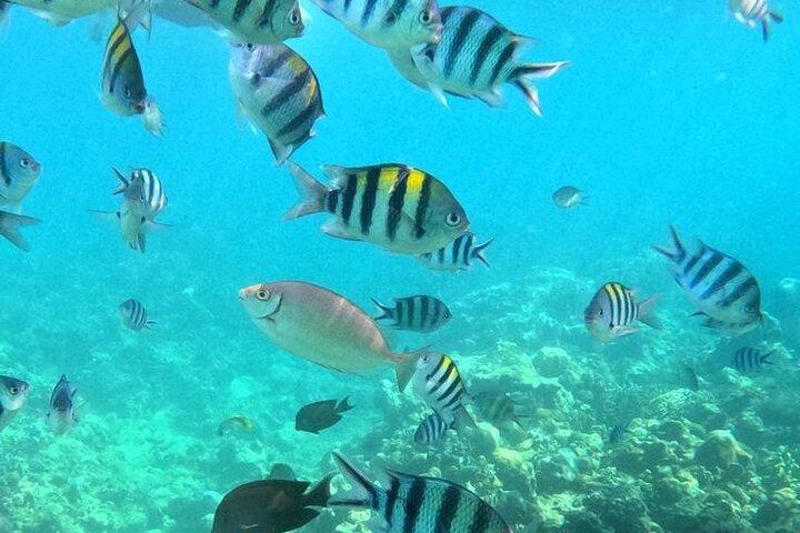 Dolphin Swim with Crystal Rock and BBQ Lunch in Mauritius
