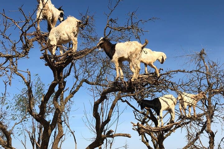 Day Trip from Marrakech to Essaouira with Guide