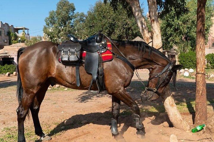 Horseback Ride in Marrakech Palmeraie with Mint Tea