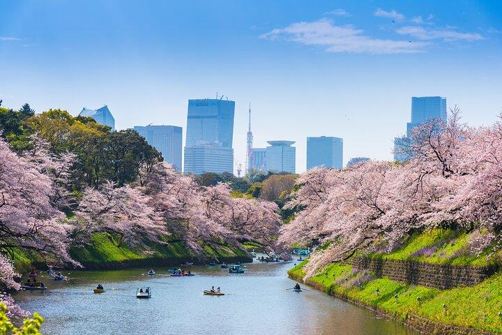 Private Shore Tour : Tokyo Highlights & Hidden Gems