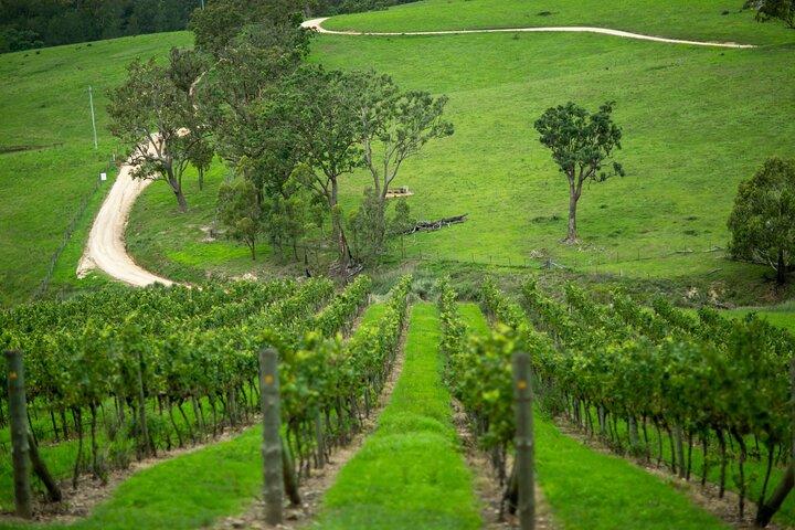 Private Hunter Valley Wine Tour saindo de Sydney Tasting Day Trip