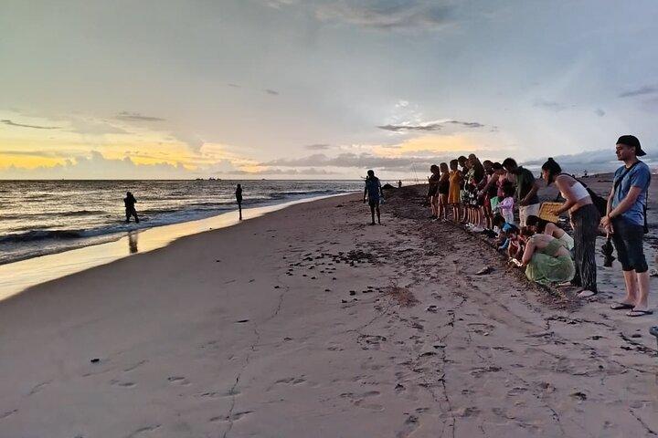 Conservation in Action relâche des tortues marines à Puerto Vallarta