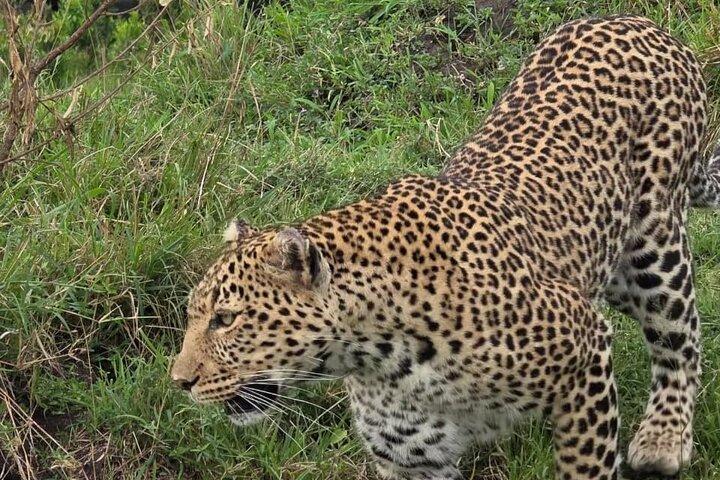 Tarangire nationalpark deltar i gruppdagssafari