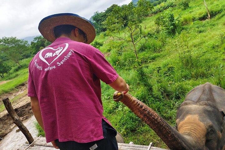 4 points forts : Sticky Waterfall/Elephants/local market /Wat Banden