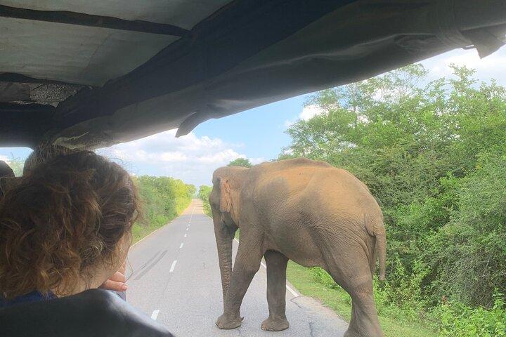Udawalawa Nationalpark Safari Ahungalla, Kosgoda, Bentota, Beruwala